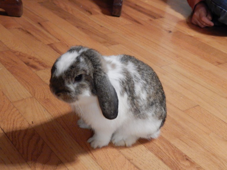 -Allison(Yoshi, Crystal Pond) 006