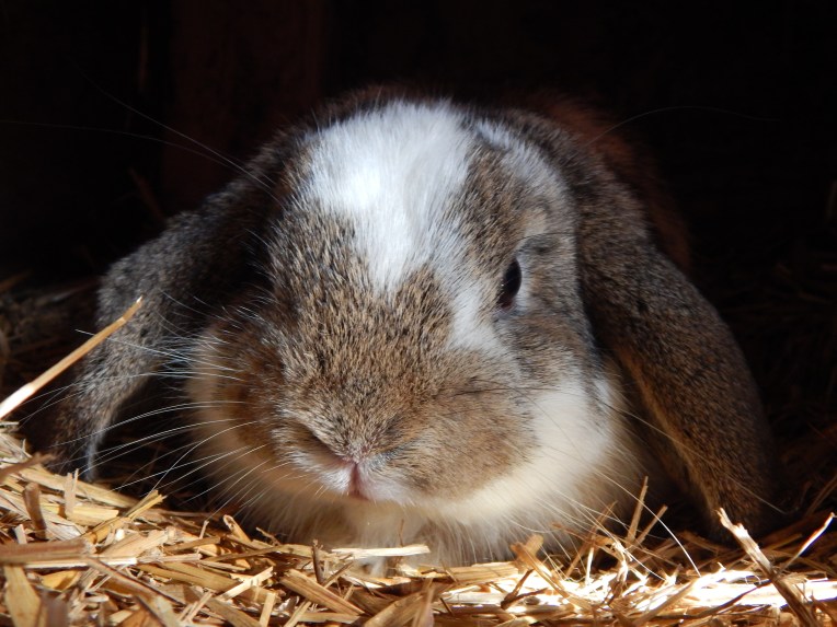 -Allison(Yoshi, Crystal Pond) 016