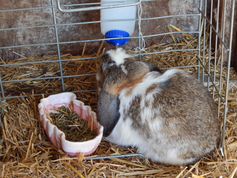 -Allison(Yoshi, Crystal Pond) 019