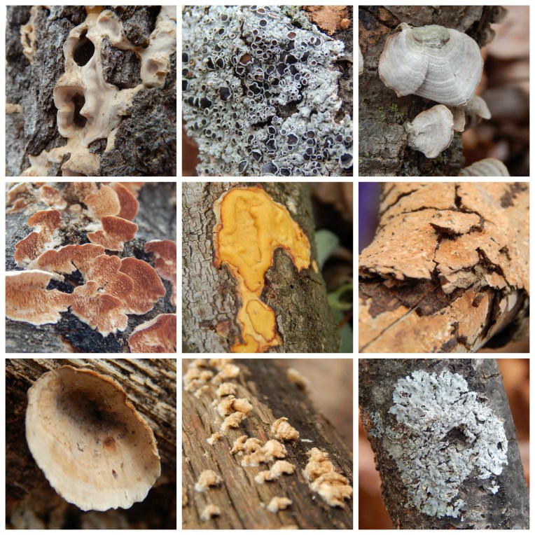 lichen and fungi
