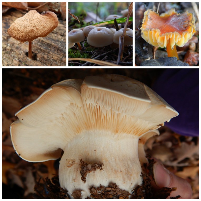 mushroom collage 2