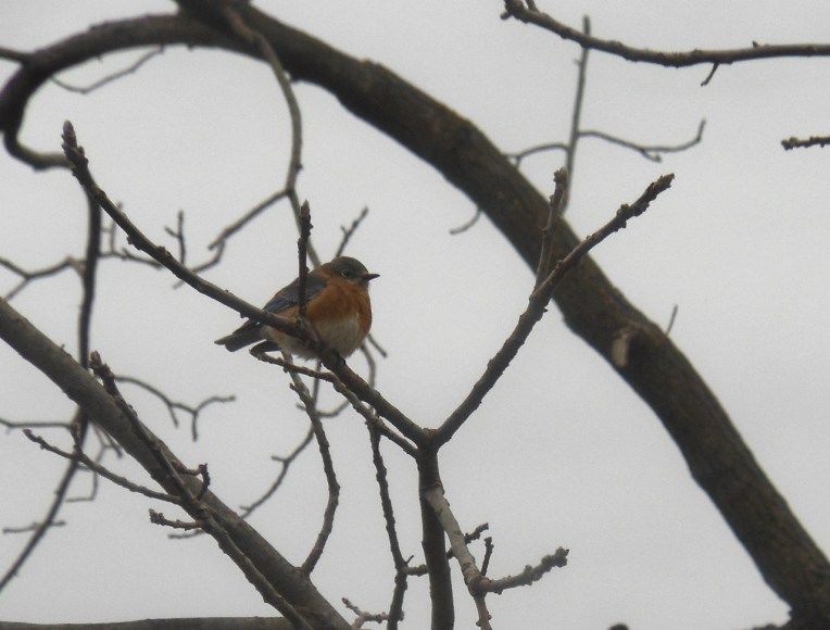 Allison 2013-2-12 043 (1280x972)