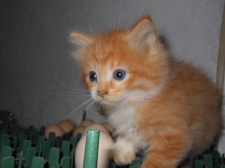 Allison 2013-2-12 058 (1280x960)