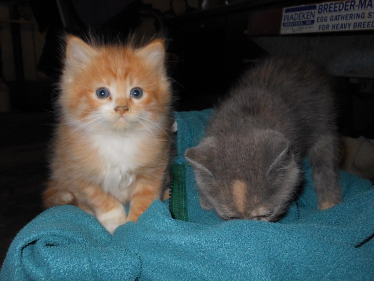 Allison 2013-2-12 061 (1280x960)