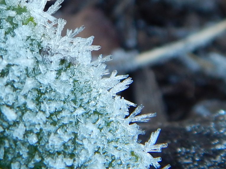 Allison(frost, bunnies, ATCs) 038 (1024x768)