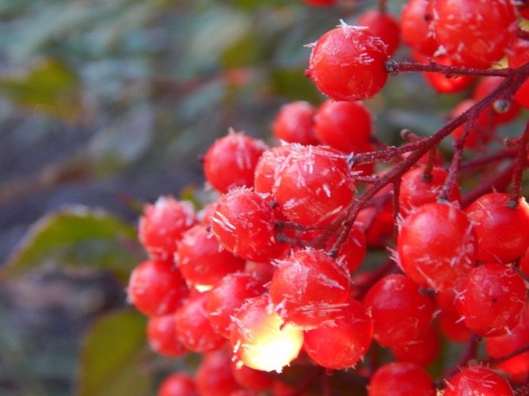 Allison(frost, bunnies, ATCs) 044 (1280x960)