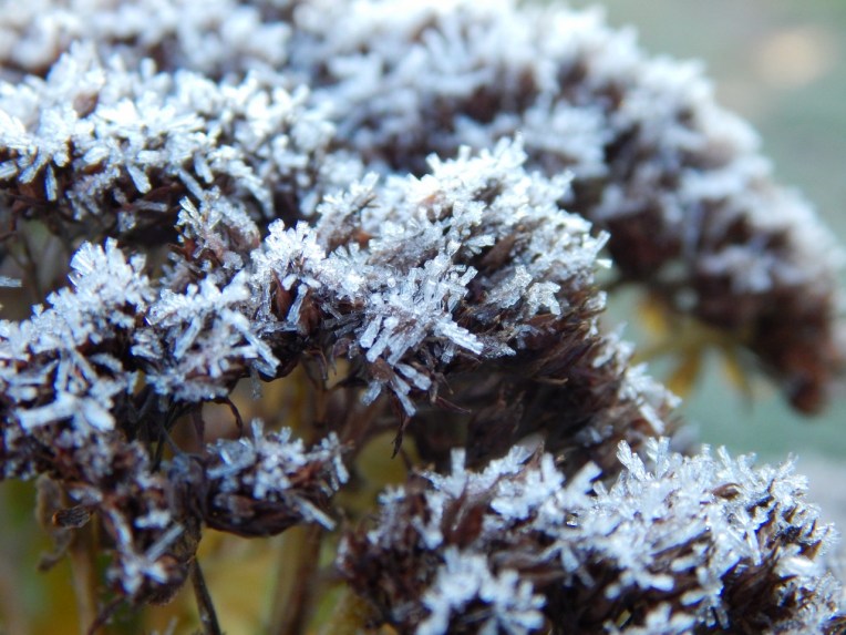 Allison(frost, bunnies, ATCs) 048 (1280x960)