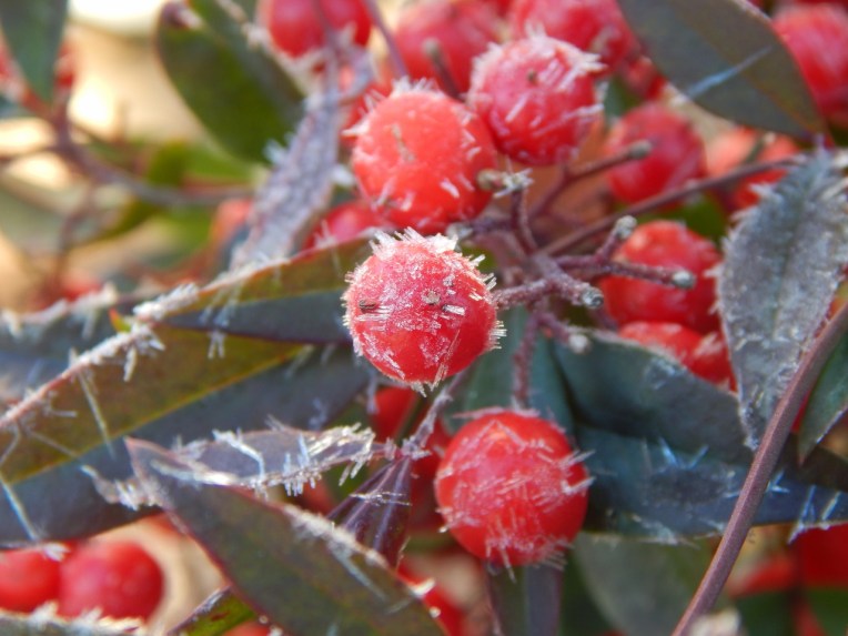 Allison(frost, bunnies, ATCs) 049 (1280x960)