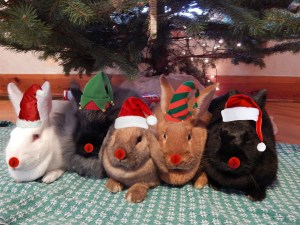 Bunny Christmas