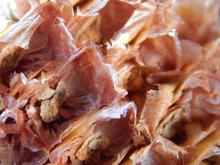 -Allison(cookies, island) 024 (1280x960)