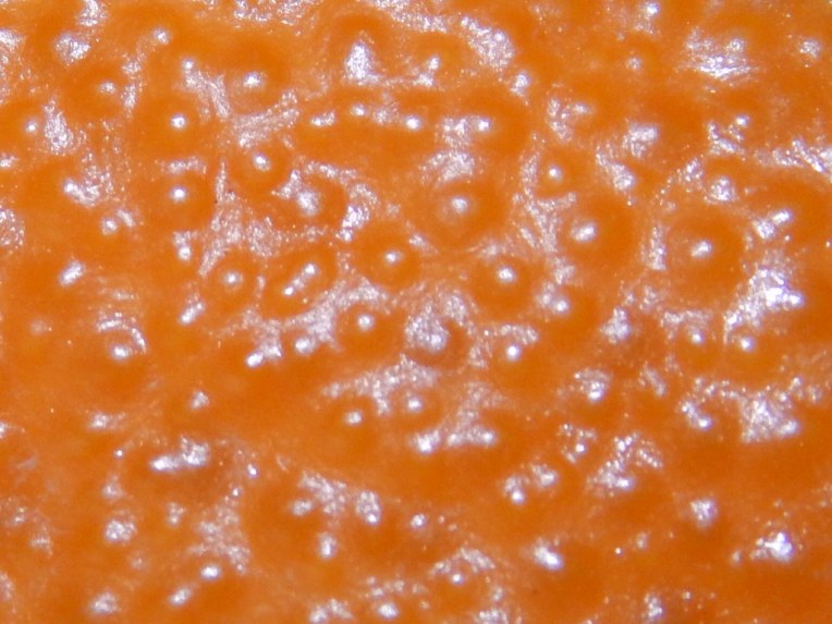 Allison(frost, bunnies, ATCs) 003 (1024x768)