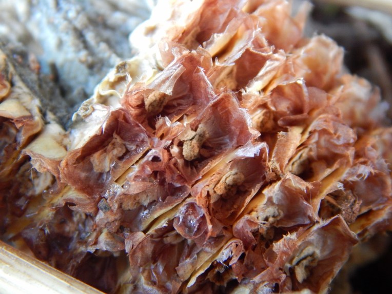 mystery pictures (1).jpg