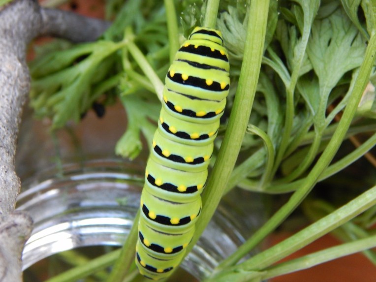 mystery pictures (7)