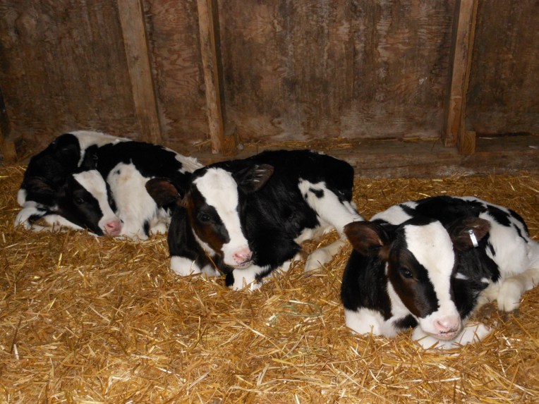 2013-06-04 Allison 187 (1280x960)