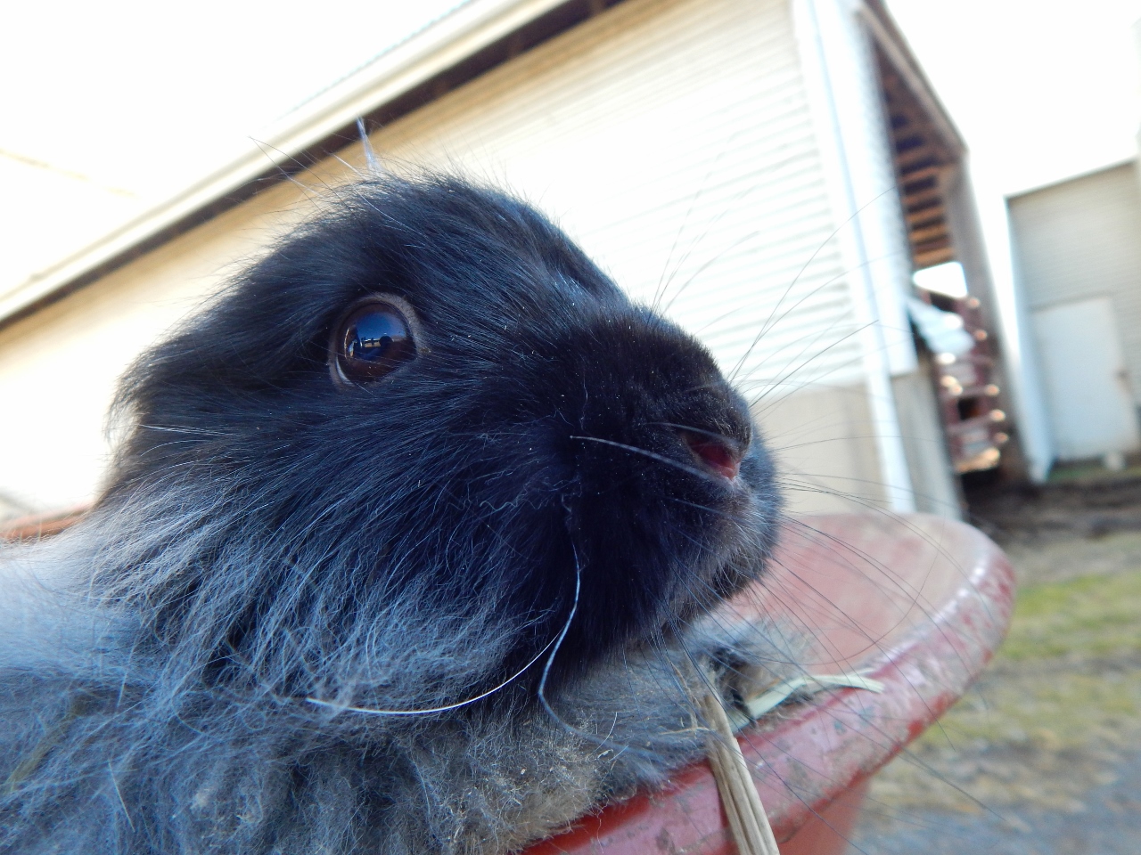 -Allison(at the creek with bunnies, clay table) 006 (1280x960)