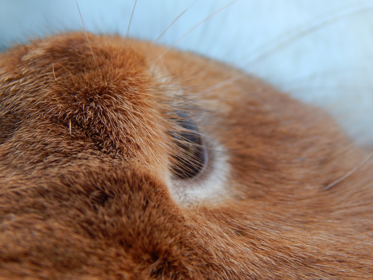 -Allison(at the creek with bunnies, clay table) 008 (1280x960)