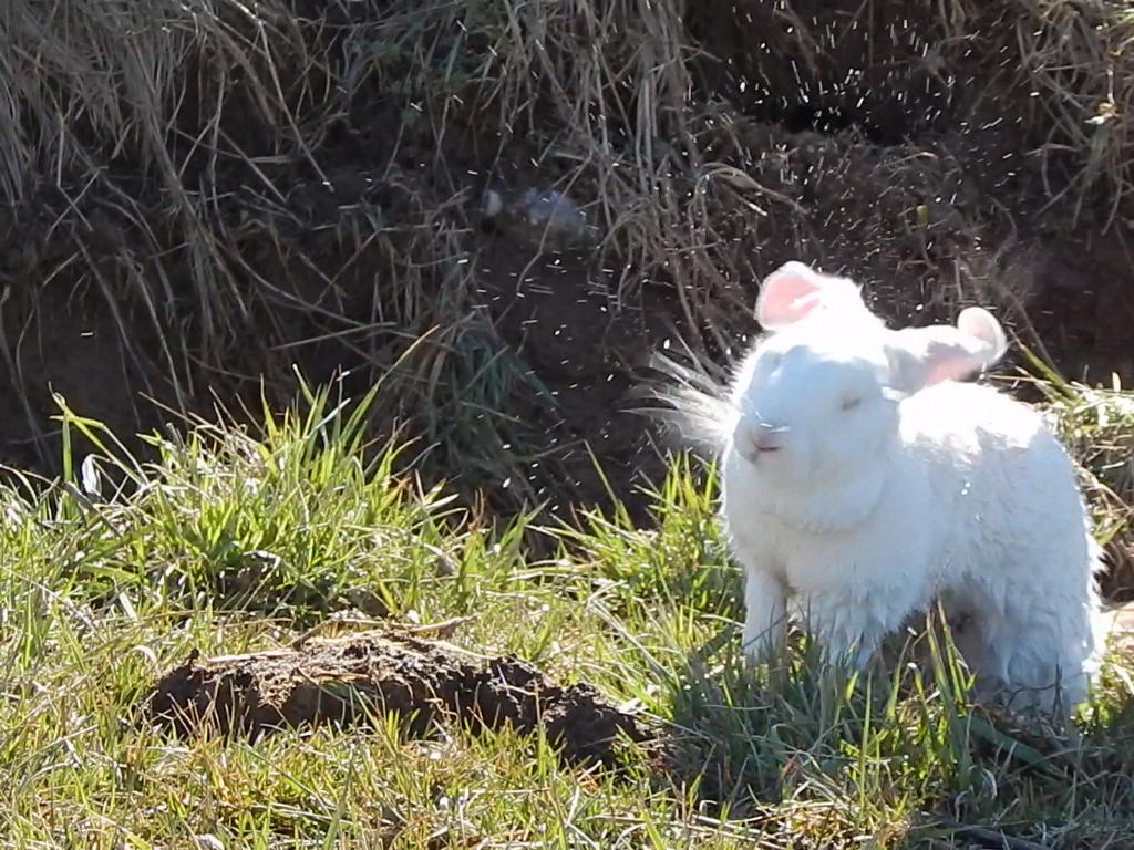 -Allison(at the creek with bunnies, clay table) 011 (1024x768)