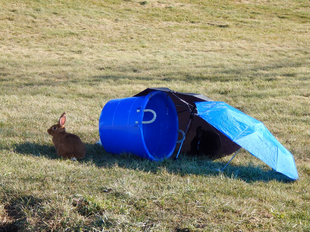 -Allison(at the creek with bunnies, clay table) 016 (1280x960)