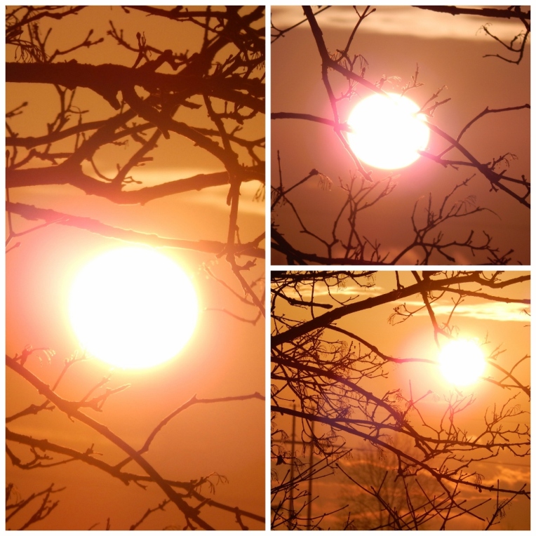 sun collage 1 (1280x1280)