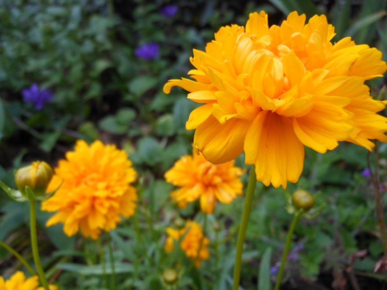 2013-06-09-Allison 007 (1280x960)