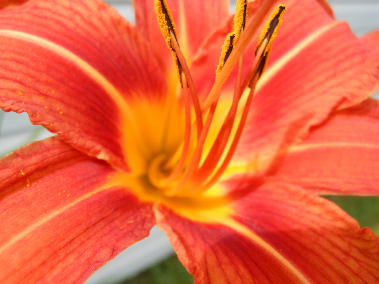 2013-07-04 Allison 027 (1280x960)