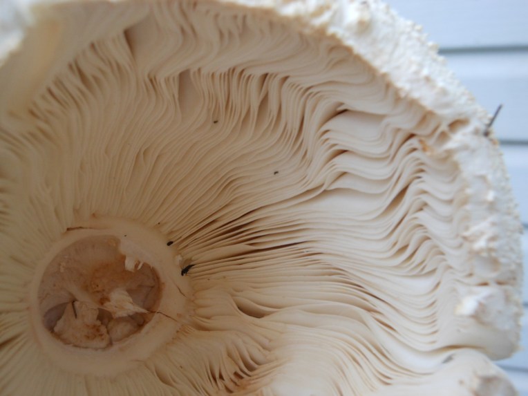 2013-07-04 Allison 174 (1280x960)