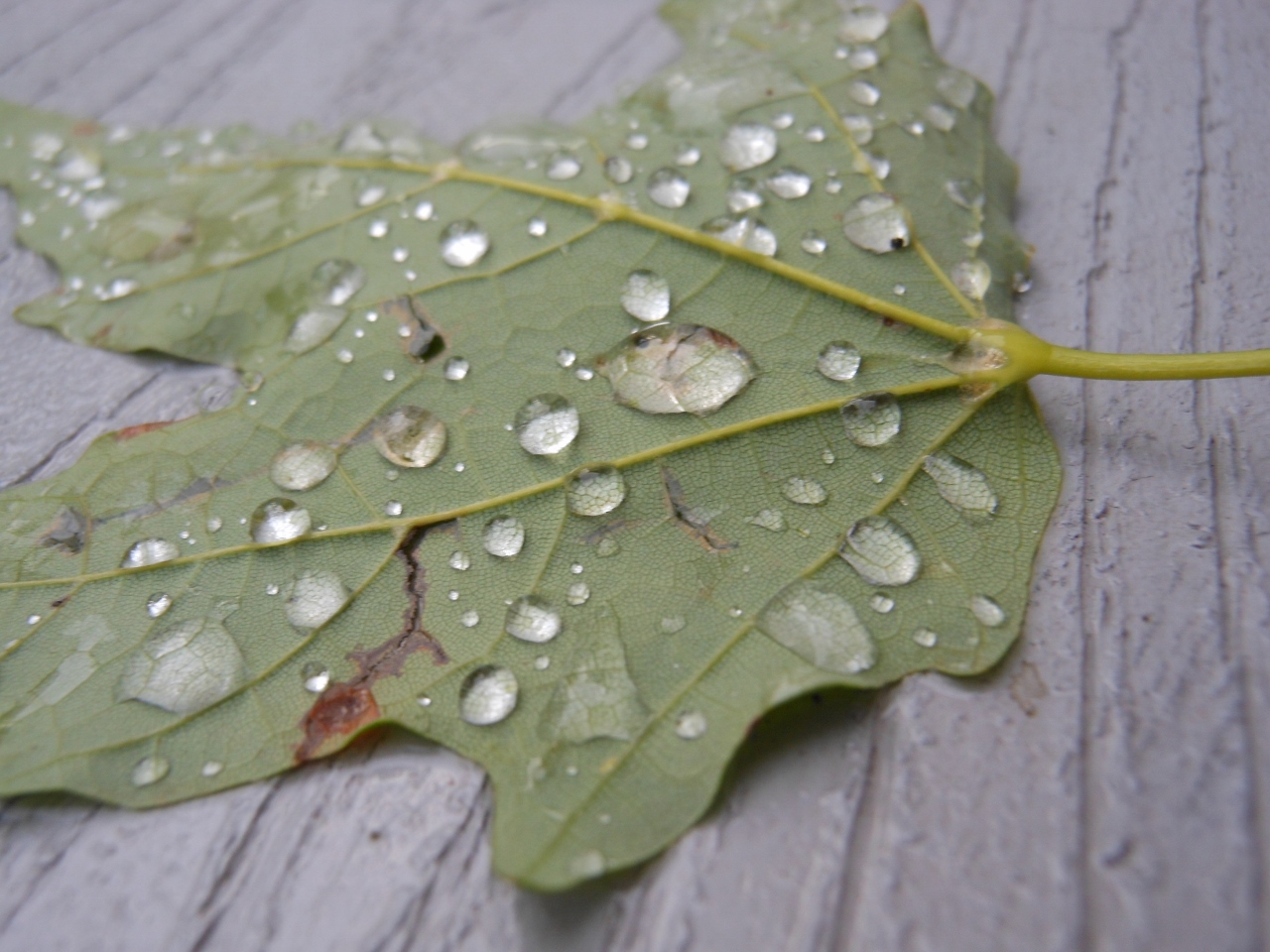 2013-07-04 Allison 189 (1280x960)