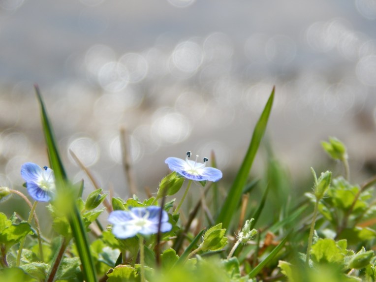 -Allison(dew drops, hat, nature walk, bunnies, cottonpile) 049 (1280x960)