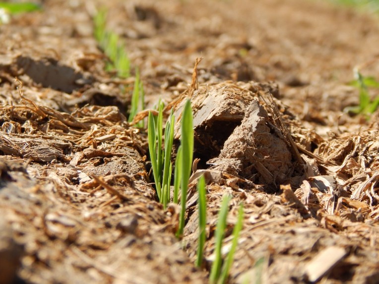 -Allison(dew drops, hat, nature walk, bunnies, cottonpile) 058 (1280x960)