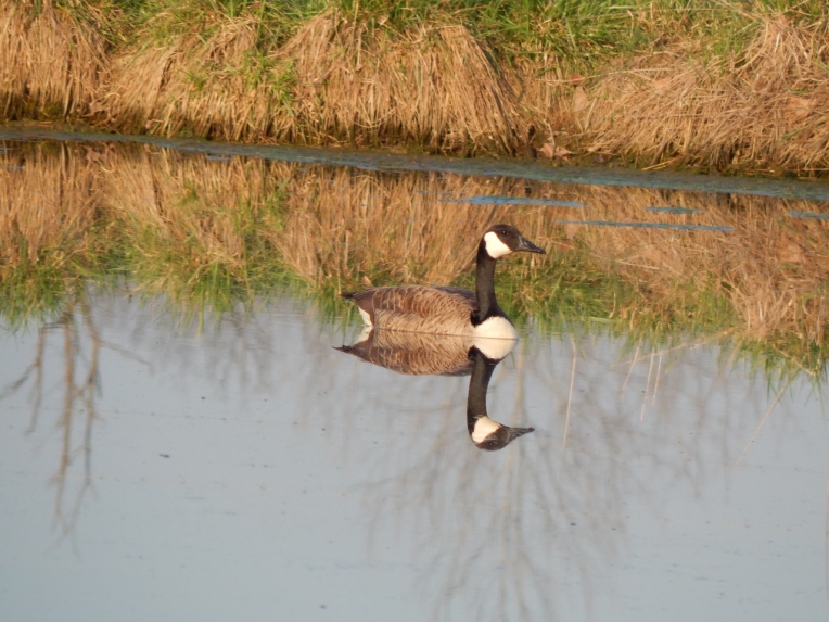 -Allison(pond, geese) 013 (1280x960)