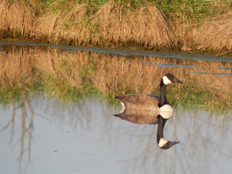 -Allison(pond, geese) 014