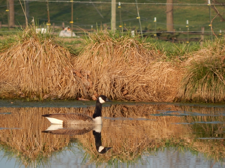 -Allison(pond, geese) 021 (1280x960)