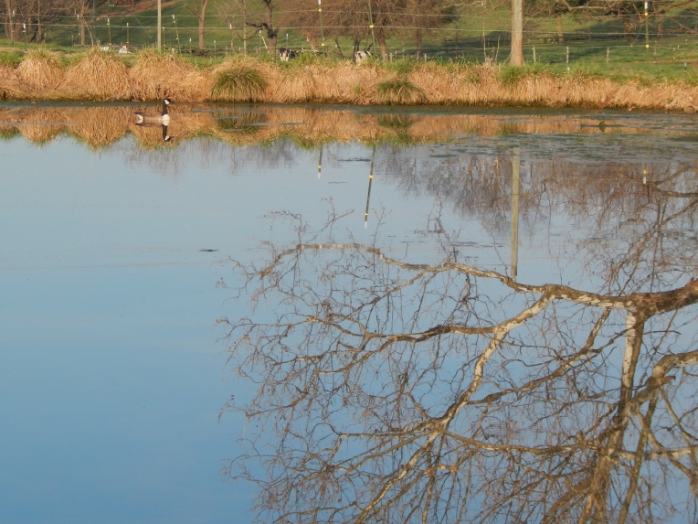 -Allison(pond, geese) 022 (1280x960)