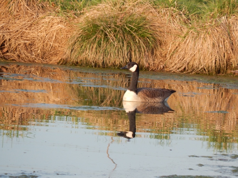 -Allison(pond, geese) 025 (1280x960)