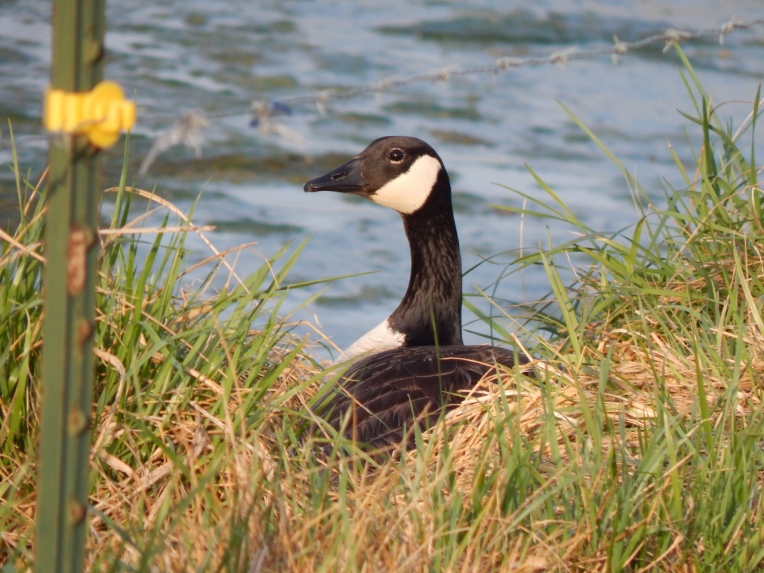 -Allison(pond, geese) 026 (1280x960)