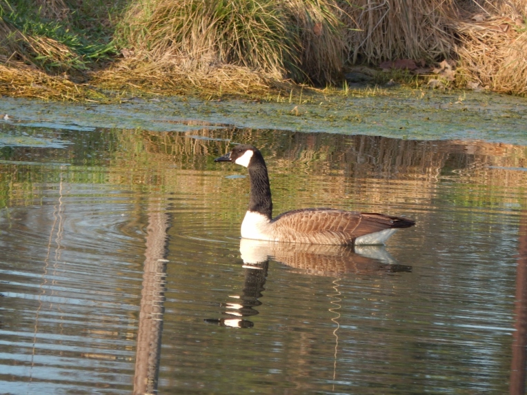 -Allison(pond, geese) 029 (1280x960)