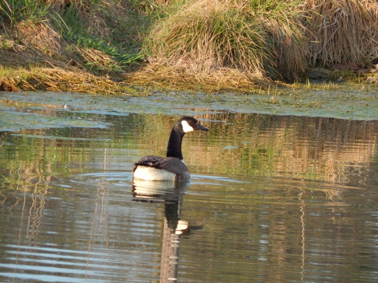 -Allison(pond, geese) 030 (1280x960)