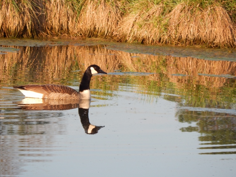 -Allison(pond, geese) 032 (1280x960)