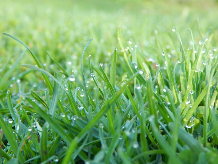 -Allison(arboretum) 007 (1280x960)