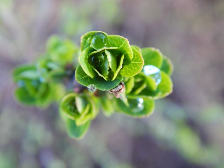-Allison(arboretum) 008 (1280x960)