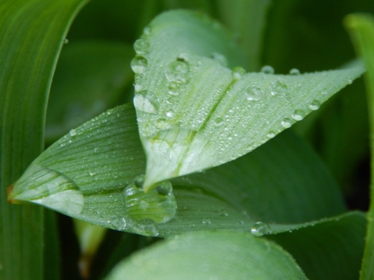 -Allison(dew drops, hat, nature walk, bunnies, cottonpile) 010 (1280x960)