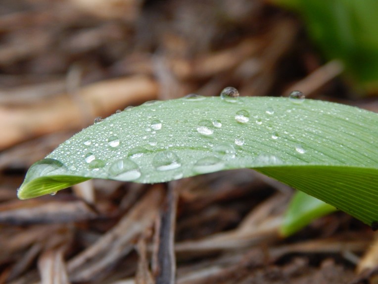 -Allison(dew drops, hat, nature walk, bunnies, cottonpile) 013 (1280x960)