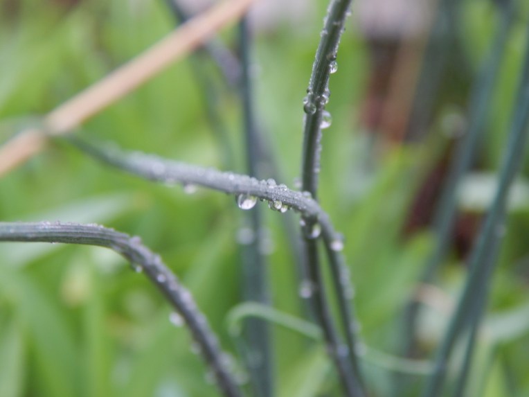 -Allison(dew drops, hat, nature walk, bunnies, cottonpile) 015 (1280x960)