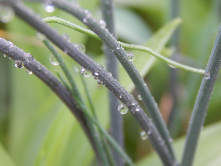 -Allison(dew drops, hat, nature walk, bunnies, cottonpile) 016 (1280x960)