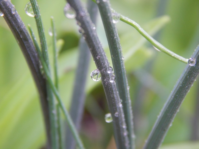 -Allison(dew drops, hat, nature walk, bunnies, cottonpile) 017 (1280x960)