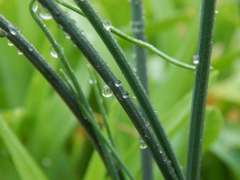 -Allison(dew drops, hat, nature walk, bunnies, cottonpile) 019 (1280x960)