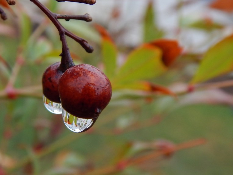 -Allison(dew drops, hat, nature walk, bunnies, cottonpile) 022 (1280x960)