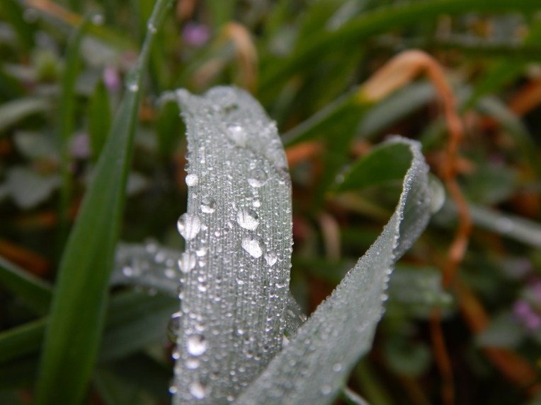 -Allison(dew drops, hat, nature walk, bunnies, cottonpile) 023 (1280x960)