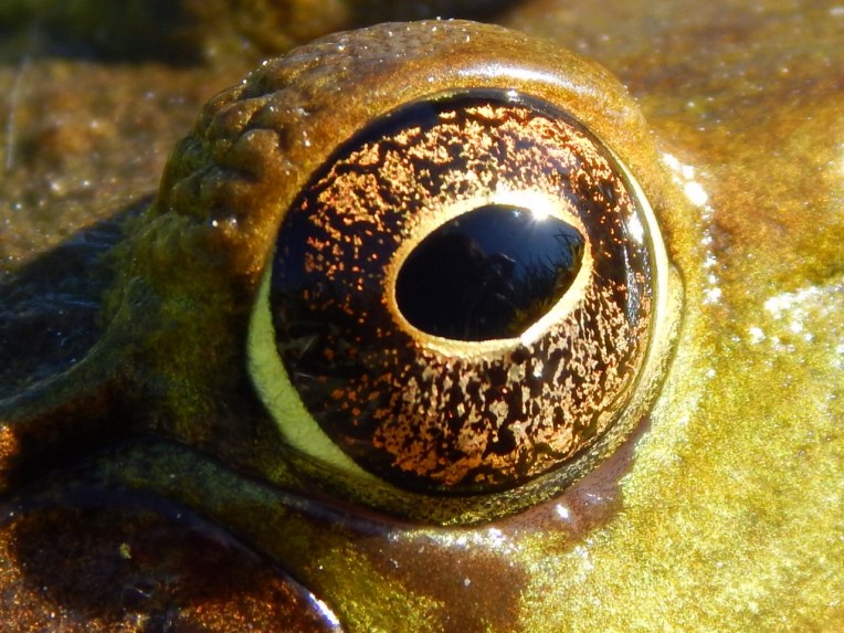 -Allison(Mallory, dandelions, frog) 005 (1280x960).jpg