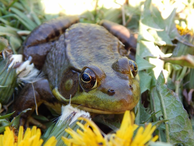 critters (2) (1280x960)